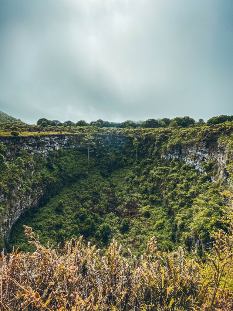 Los gemelos Galápagos