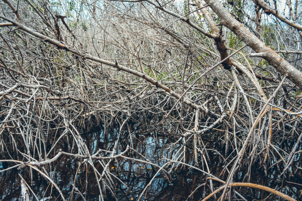 Mangroves Everglades