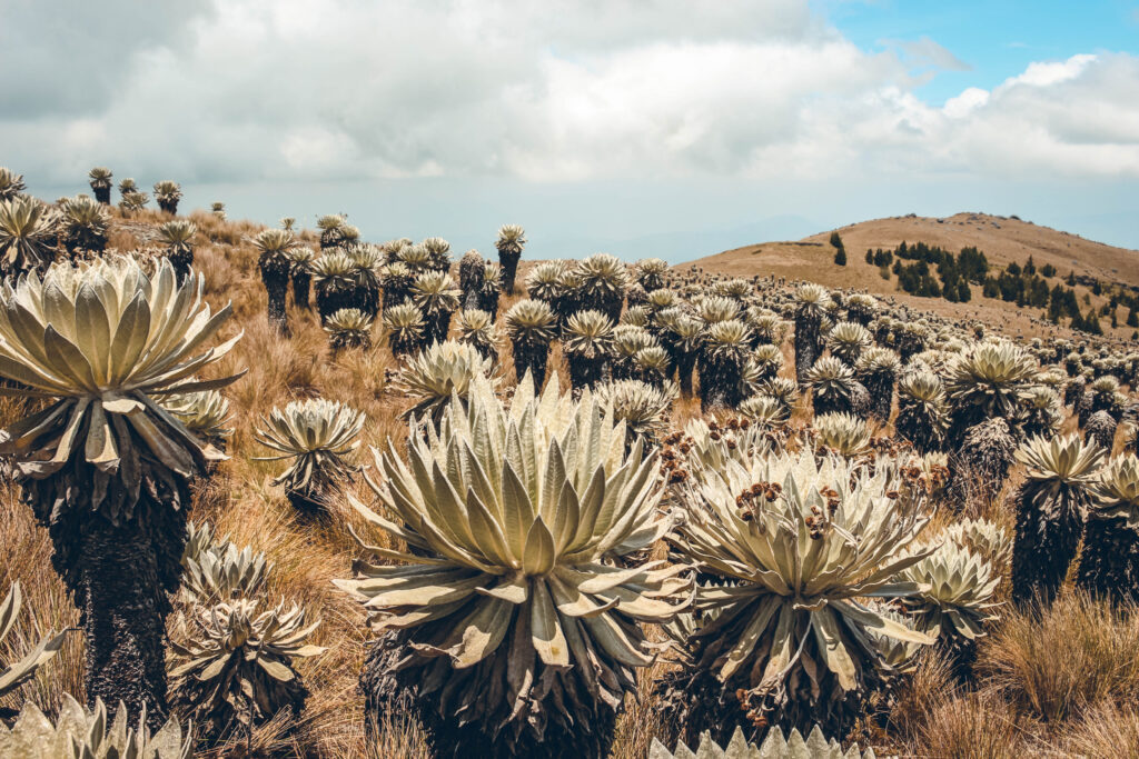 Paramo de Oceta, Mongui, Colombia