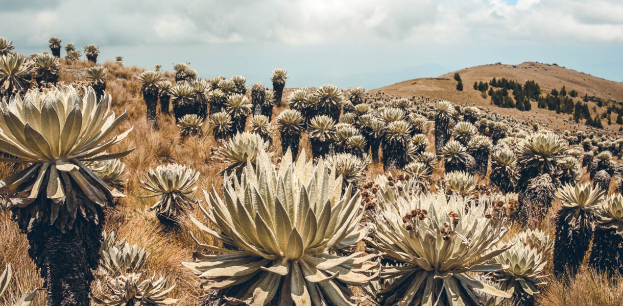 Paramo de Oceta, Mongui, Colombia