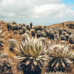 Paramo de Oceta, Mongui, Colombia