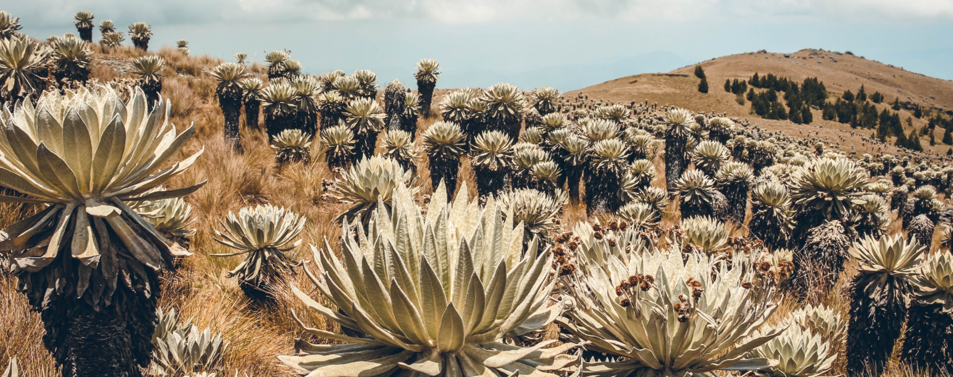 Paramo de Oceta, Mongui, Colombia
