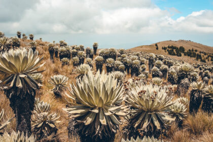Paramo de Oceta, Mongui, Colombia
