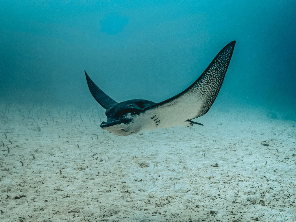 Raie manta Galápagos