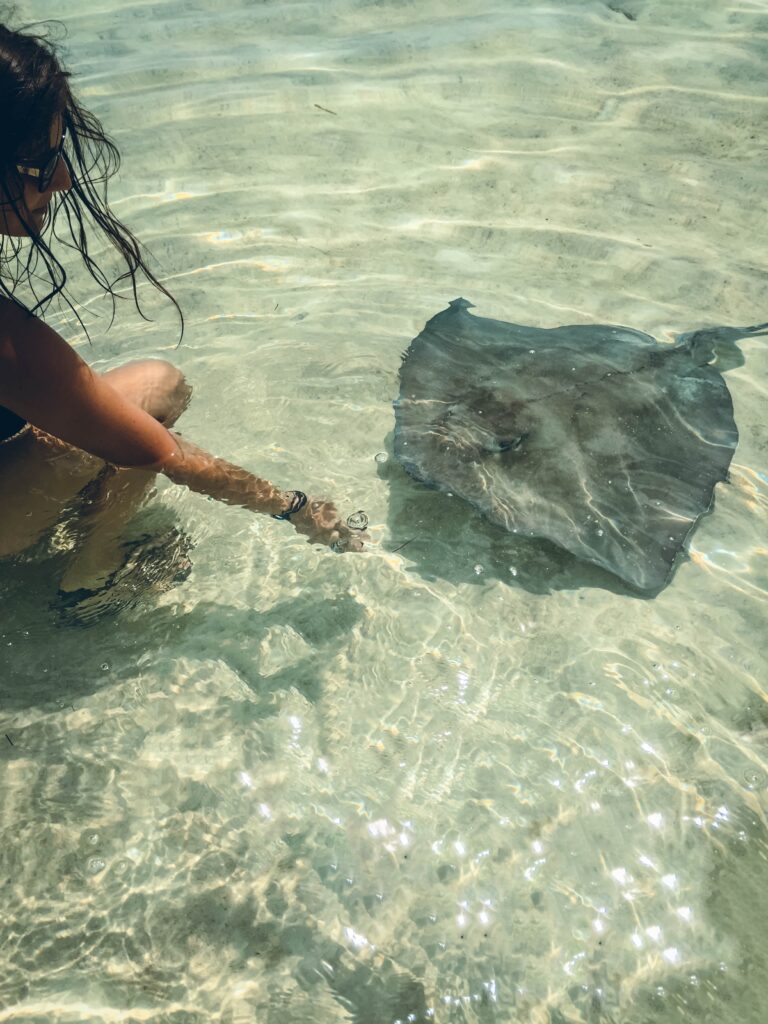 Raie pastenague Exuma