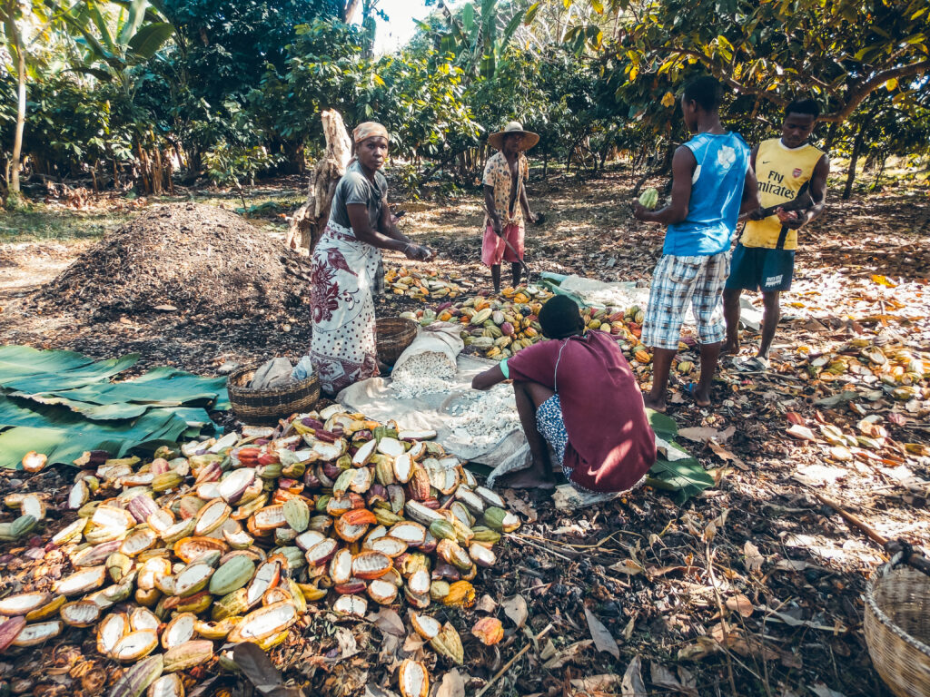 Récolte cacao Nosy Be