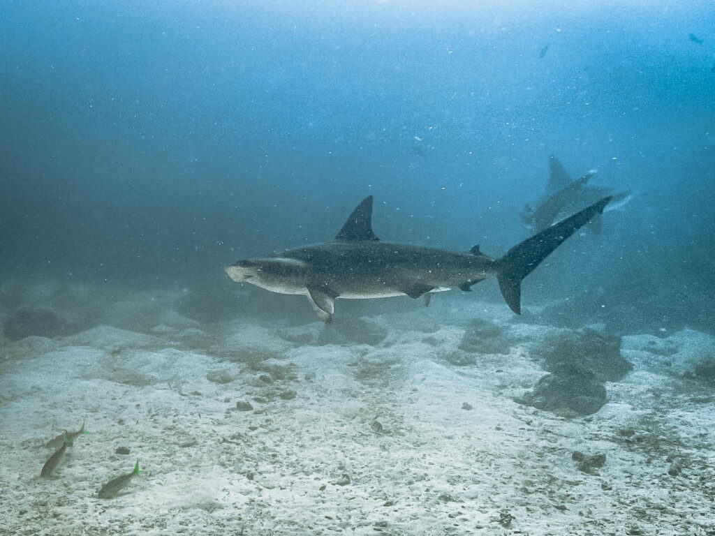 Requin marteau Galápagos