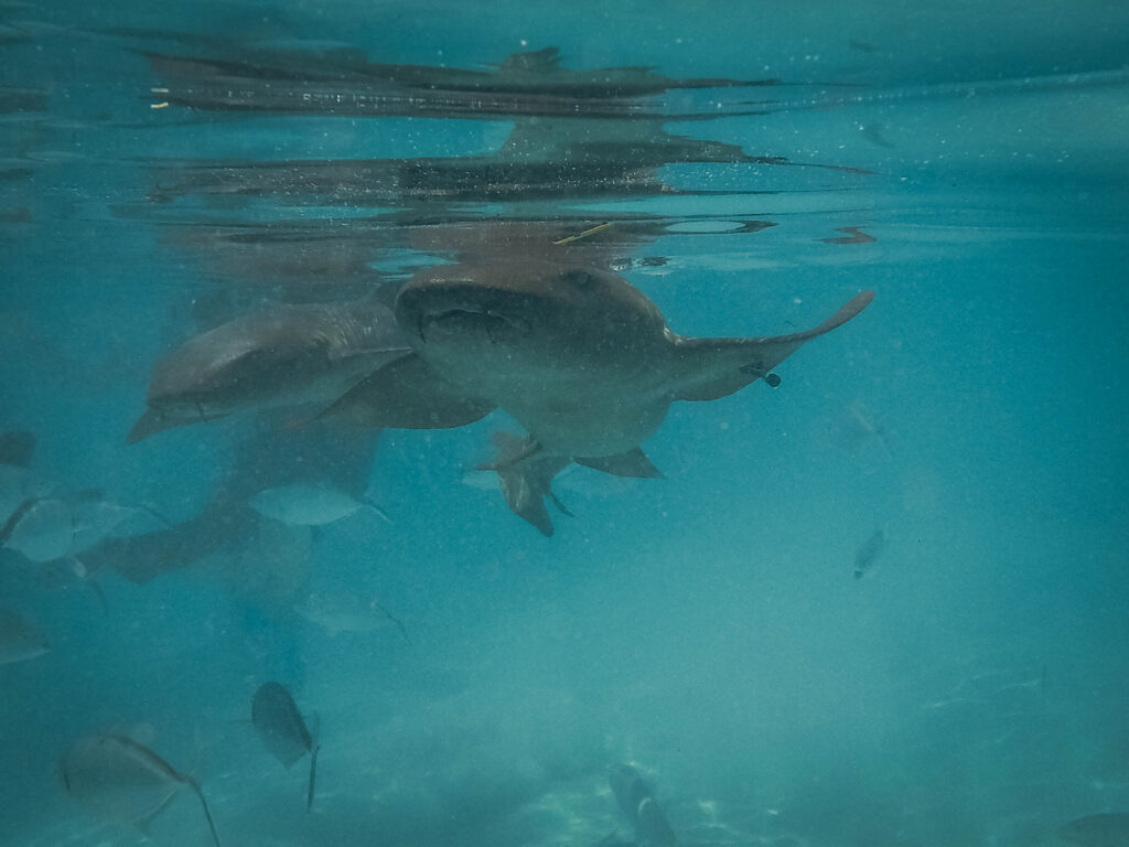 Requin dormeur Exuma Cays