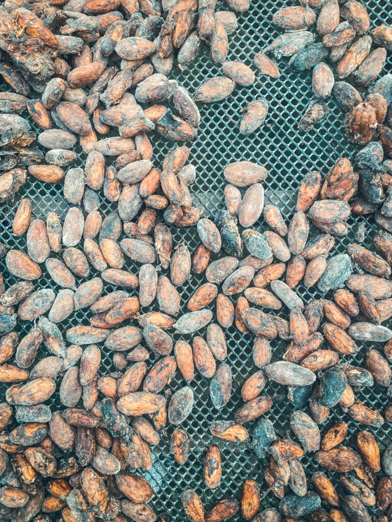 Séchage cacao Workaway Colombie