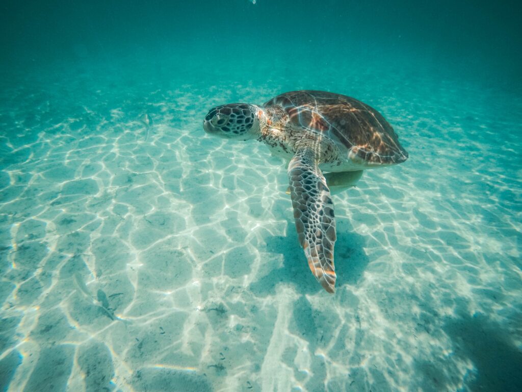 Tortue Exuma Cays