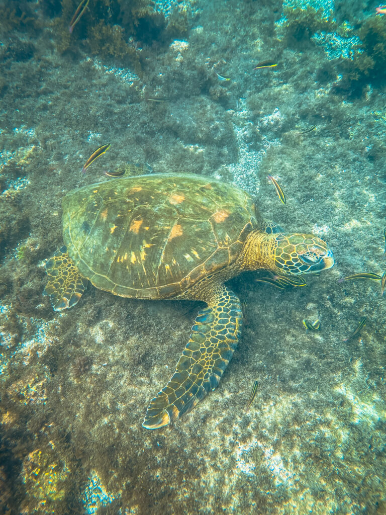Tortue Galápagos