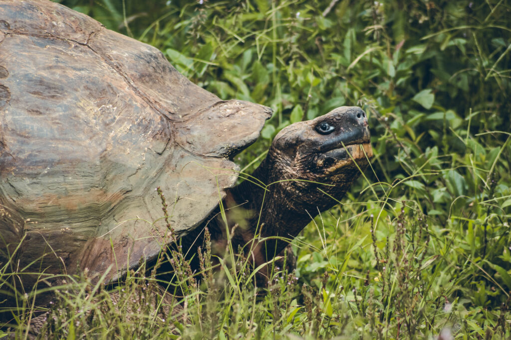 Tortue des Galápagos, Équateur