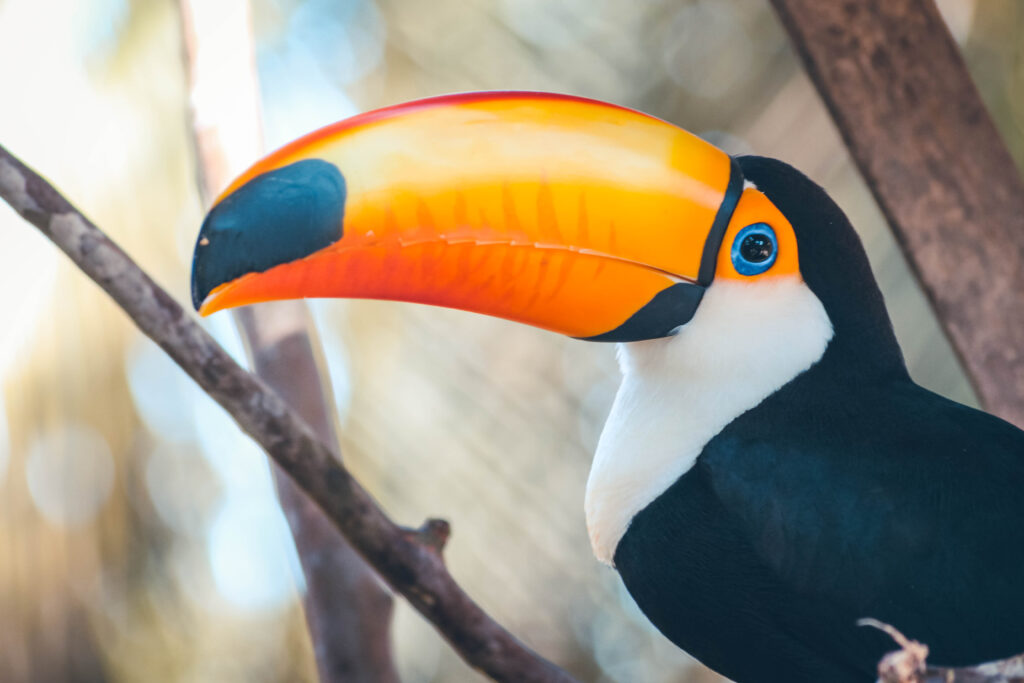 Toucan Amazonie Bolivie