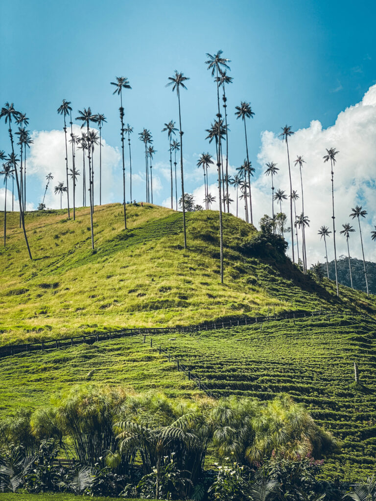 Vallée de Cocora, Colombie