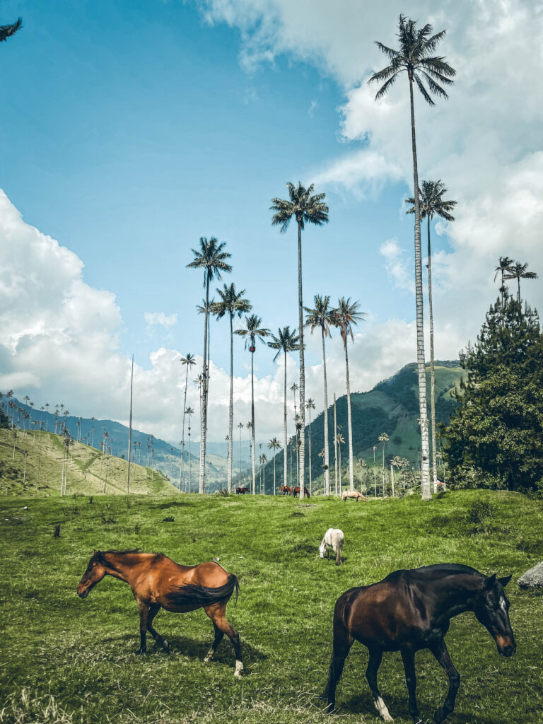 Vallée de Cocora, Colombie