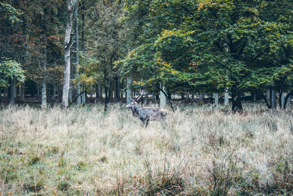 Parc à biches aux alentours de Copenhague