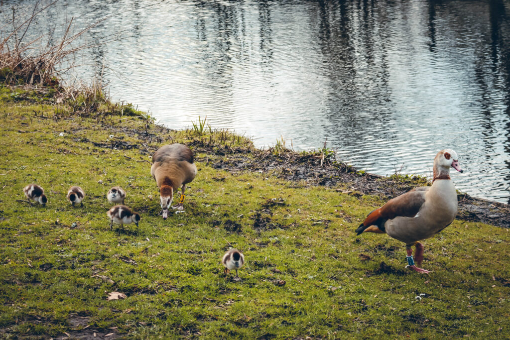 Vondelpark Amsterdam