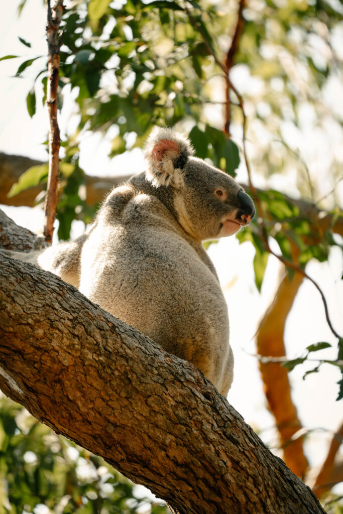 Whites Hill Reserve Brisbane Koala
