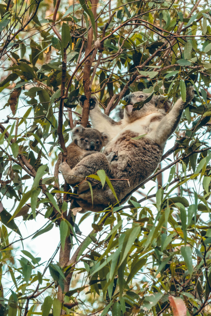 Koala White Hills Reserve Brisbane