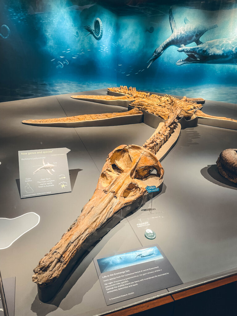 Que faire à Brisbane : visiter le musée d'histoire naturelle 