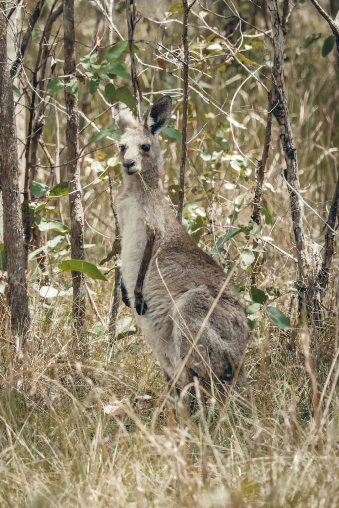 Que faire à Brisbane ? Observer la faune