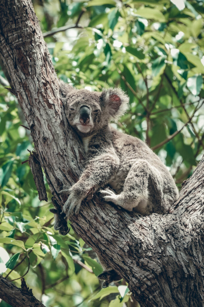 Que faire à Brisbane ? Observer les koalas