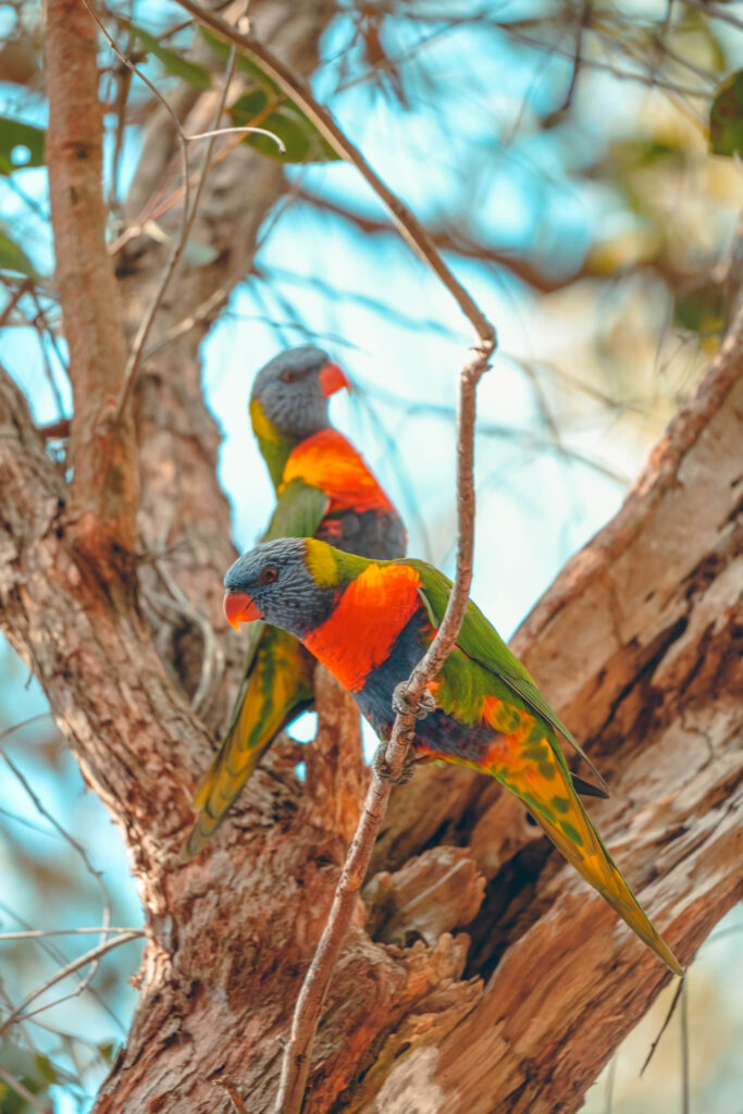 Perruches Whites Hill Reserve Brisbane