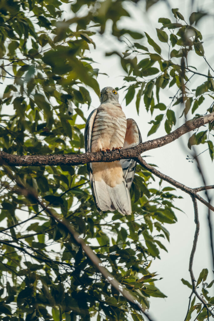 Que faire à Brisbane ? Visiter le parc Toohey