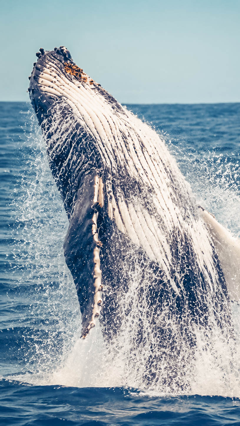 Baleine Gold Coast
