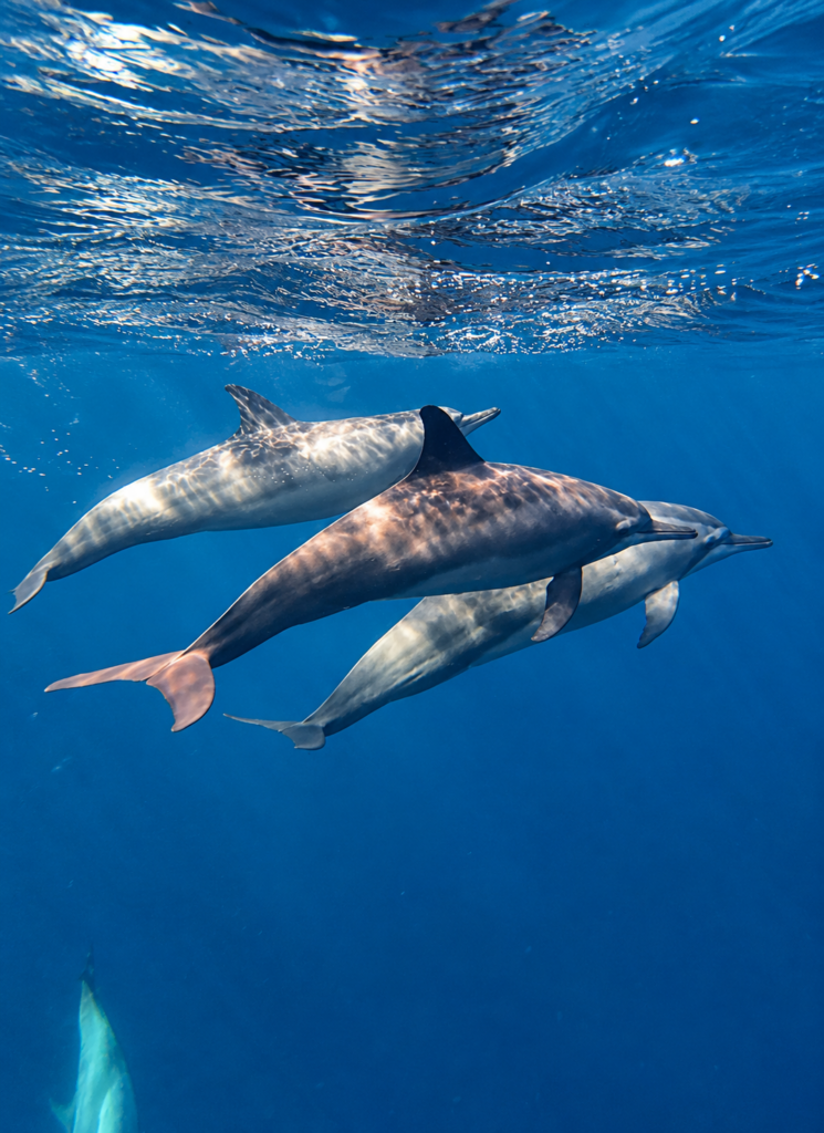 Dauphins Rabaul